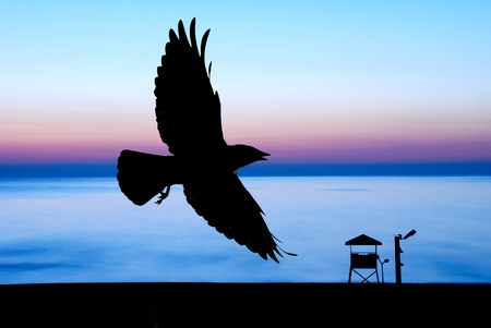 Sunset and crowの写真素材