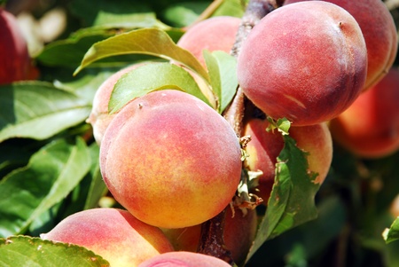 Peaches on the branch of a tree with soft green backgroundの写真素材