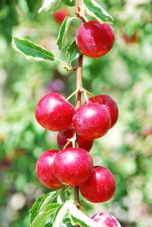 Fruits of plum tree Excellent fruits of plum treeの写真素材