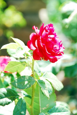 Red rose in gardenの写真素材