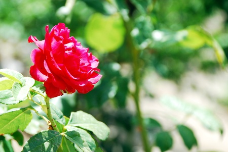 Red rose in gardenの写真素材