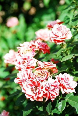 Pink rosesの写真素材