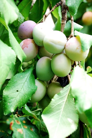 Plum on treeの写真素材