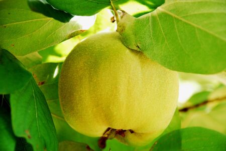 Quince branchの写真素材