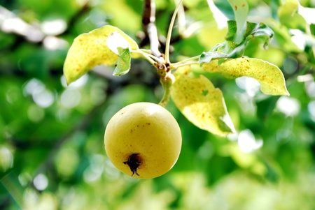 pear son a treeの写真素材