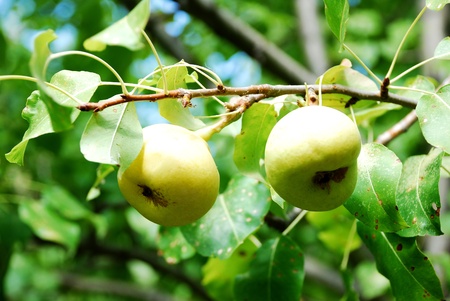 pear son a treeの写真素材