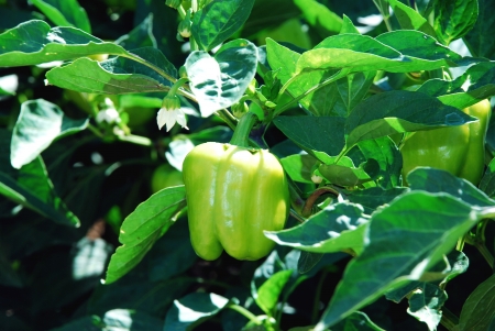  green pepperの写真素材
