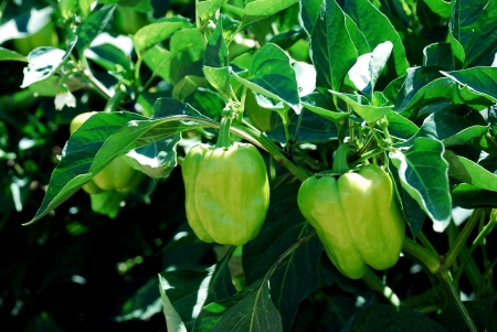  green peppersの写真素材