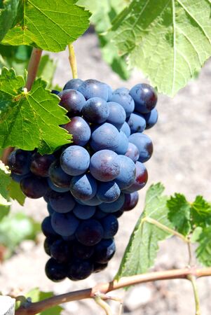 Grapesの写真素材