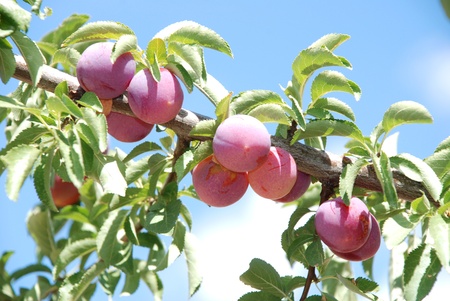 Fruits of plum treeの写真素材