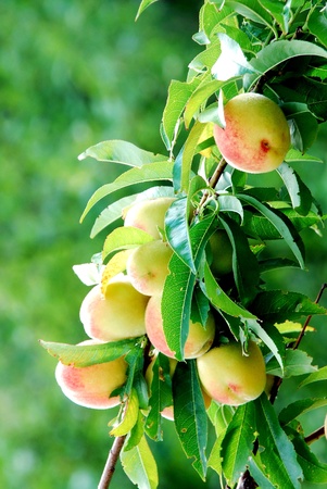 Peaches on a branchの写真素材