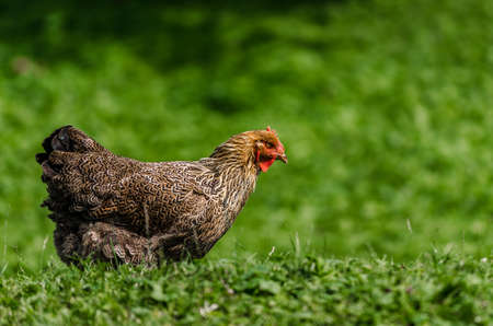 Chicken in grass field