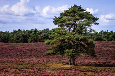 solo tree
