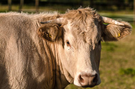 Cow that is looking at us