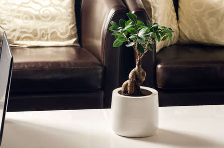 Ficus Ginseng in living roomの写真素材