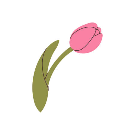 hand drawn tulip element for your designのイラスト素材