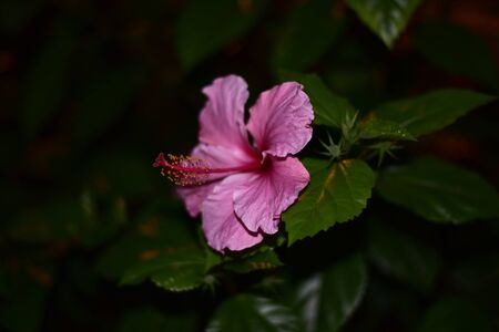 Blooming hibiscus flowers in the eveningの写真素材