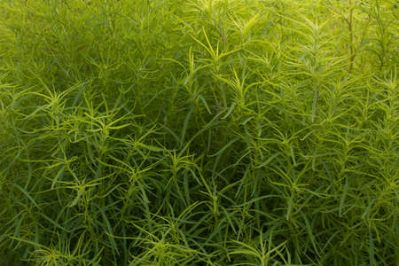Very dense thicket of a green plantの写真素材