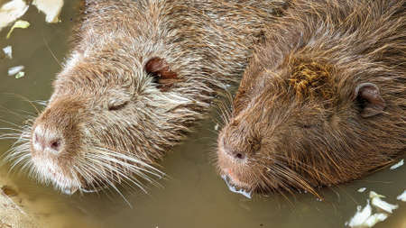 Two nutria are sleeping in a pool of water.の写真素材