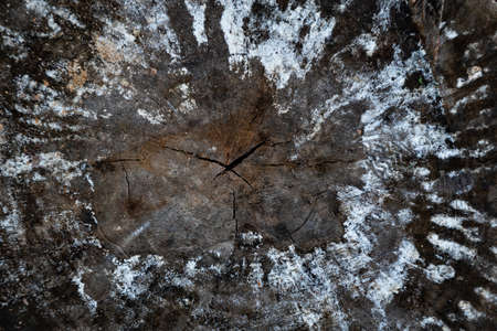 the texture of an old sawn tree. Wood darkened by time. Wood texture.の写真素材