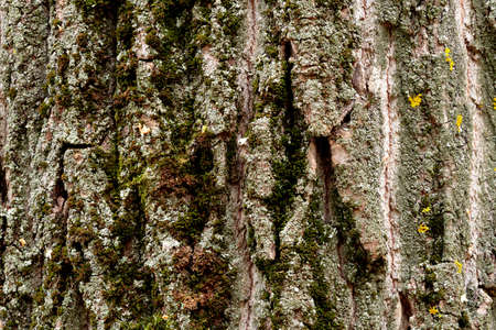 The bark of the tree is covered with moss and lichen. Textured pattern of aspen bark. Tree trunk bark, texture, background. Aspen bark, the bark of a tree from which an aspen stake will be made.の写真素材