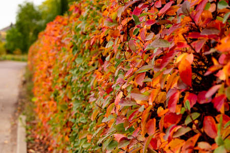 Autumn, October, a wall of red, yellow and green leaves. The shrub is a hedge, it became multicolored with the arrival of autumn. September, October, November, autumn leaves.の写真素材