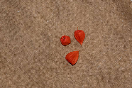 Three red boxes of physalis, on a burlap backing.の写真素材