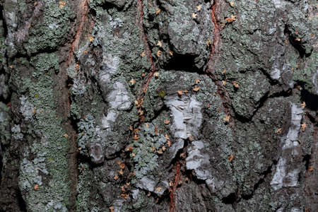 Textured pattern of birch bark. Tree trunk bark, texture, background.の写真素材