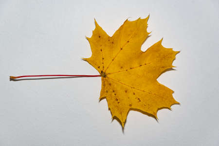Autumn leaf, on a white background. Yellow leaf, with brown spots, on a white substrate.の写真素材
