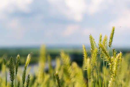 Ears of grass, against the sky, with a view of the winding river in the valley.の写真素材
