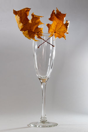 Dried maple leaves, in a glass champagne glass. A glass on a light background. The play of light in glass reflections.の写真素材