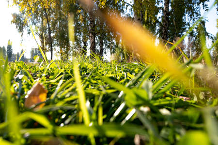 Autumn sunny day. Autumn sun, background of grass, trees and sky.の写真素材