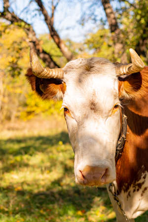 The cow looks into the camera lens. Photo of a horned cow, a cow's head in the frame.の写真素材