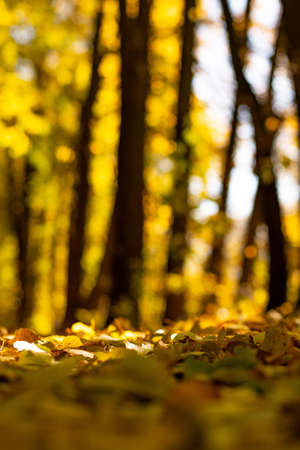 Golden, yellow and fiery red leaves on the alley and beautiful trees on the background. Yellow, golden, beautiful leaves and trees. Autumn, September, November, October.の写真素材