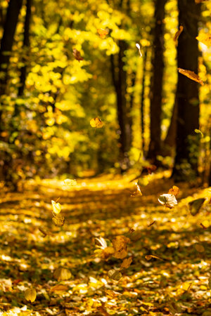 Leaf fall of yellow and golden leaves, on the background of the alley. Yellow, golden, beautiful leaves and trees. Autumn, September, November, October.の写真素材