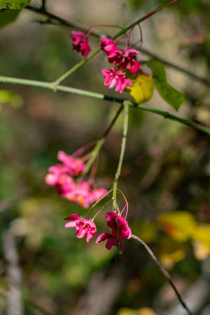 Beautiful autumn fruits, in the rays of the sun. A bright orange fruit, in a pink peel, on a branch.の写真素材