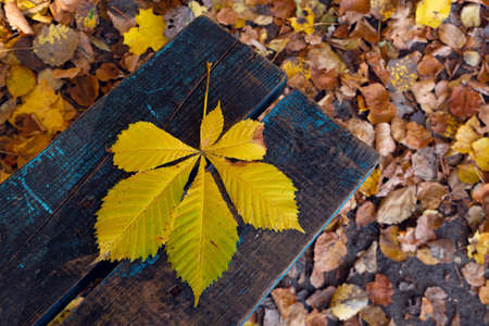 A yellow chestnut leaf, lying on a bench made of wooden boards. Five-fingered golden leaf on blue...