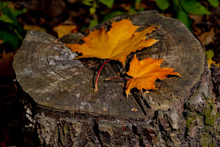 Two multicolored maple leaves, on a wooden, textured stump. A beautiful autumn composition, with...