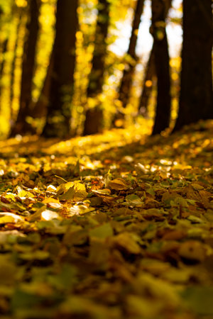 Autumn landscape of golden autumn leaves. Beautiful view of the golden autumn alley, in the rays of the sun. Beautiful sunshine shines beautifully through the yellow foliage.の写真素材