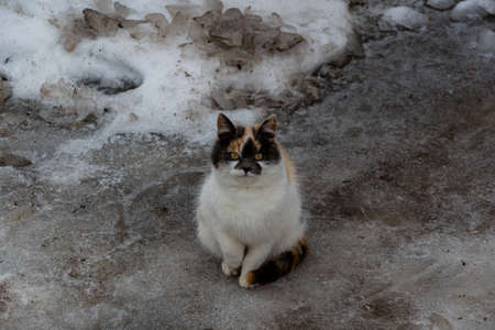 Tricolor village cat, sitting in the snow and squinting. The cat is resting after a delicious lunch and looks with a squint into the frame.の写真素材