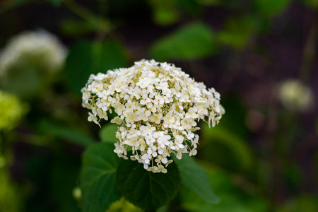 White flowers, with small round petals gathered in a large inflorescence. Small, white flowers in a...