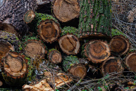 Chopped and sawn trees, in the forest. Harvesting of trees, for firewood. Heating with wood and firewood.の写真素材