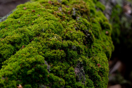 Beautiful moss, textured, green, lush moss, grown on an old log. Background of lush moss growing in a distant forest in Russia.の写真素材