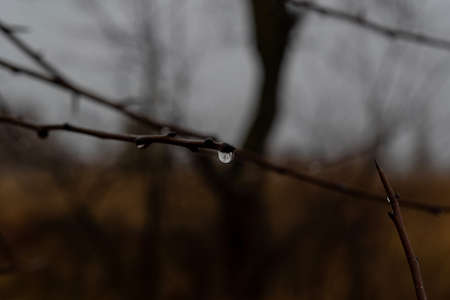 A dewdrop frozen on a tree branch. A dewdrop that reflects the surrounding world. A big world,...