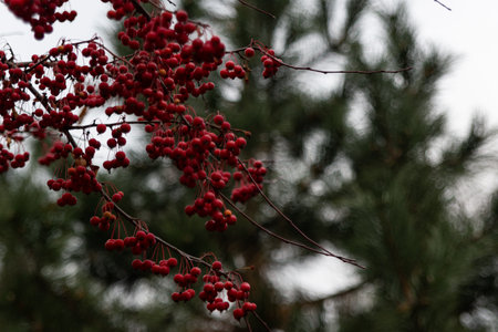 Small, red apples, hanging on a branch, similar to the fruits of coffee. Unusual, decorative apples, red in color, hang very thickly on the branches.の写真素材