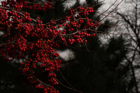 Very small, red apples hang on a branch, illuminated by a single sunbeam. Apples are decorative, ripe and waiting for them to be eaten.の写真素材