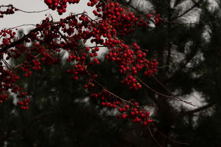 Red, small fruits of an ornamental apple tree, similar to the fruits of coffee. Very small, red apples, in large numbers on the branch.の写真素材