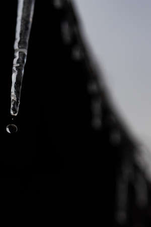 A drop has fallen from an icicle and is falling down on a dark background. Icicles of frozen water hanging from the roof.の写真素材