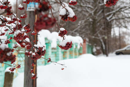 Snow and red berries contrast beautifully, the background is made of a light green fence. The red mountain ash is ripe and hanging on the branches. Brushes of rowan, red berries, contrast with white sの写真素材