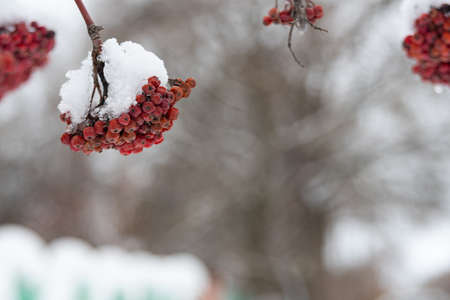 Clusters of red mountain ash, strewn with snow, on the branches of a tree. The red mountain ash is ripe and hanging on the branches. Brushes of rowan, red berries, contrast with white snow.の写真素材
